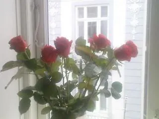 The Pea Blossom Отель типа 